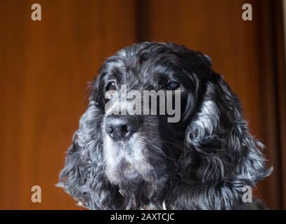 Porträt des elfjährigen englischen Cockerspanielhundes Stockfoto