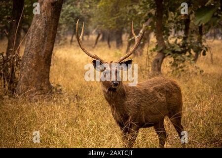 Indien, Rajasthan, Ranthambhore, Nationalpark, Zone 2, männliches Sambar-Rehe Rusa unicolor Stockfoto