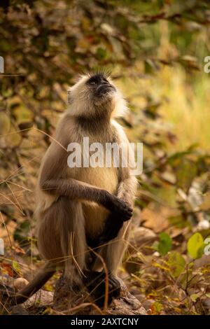 Indien, Rajasthan, Ranthambhore, Nationalpark, Zone 2, graue Langur Semnopithecus, Hanuman-Langur-Affe, der in Baumwipfel blickt Stockfoto