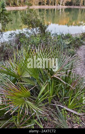 Palmenfrond Makro Säge Palmetto Blatt in einem See in Andalusien Spanien Stockfoto