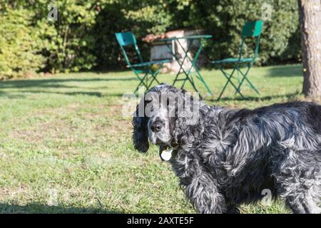 Porträt der zehn Jahre alten englischen Cocker Spaniel Stockfoto