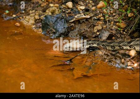 Ein Holzrattlesnake, Crotalus horridus, Trinkwasser am Rande des Bassett Creek, im Clark County, Alabama. Stockfoto