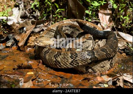 Ein Holzrattler, Crotalus horridus, kokerte in einem sumpfigen Gebiet von Bassett Creek, im Clark County, Alabama. Stockfoto