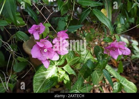 Eine violette Blumen Stockfoto