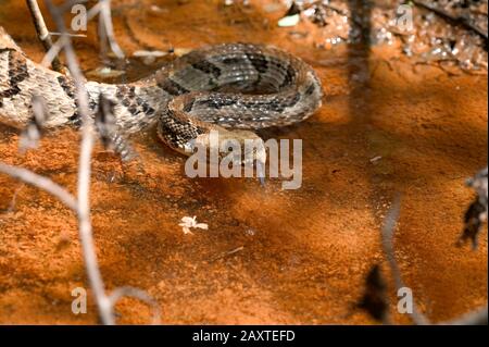 Ein Holzrattlesnake, Crotalus horridus, in einem Stillwasser-Seitenkanal von Bassett Creek, im Clark County, Alabama. Stockfoto