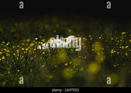 Ein Viehhirt, das über das Gras und gelbe Blumen läuft, mit einem Bokeh-Effekt auf einige der Blumen Stockfoto