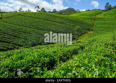 Teeplantage in Sri Lanka. Stockfoto