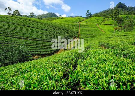 Teeplantage in Sri Lanka. Stockfoto