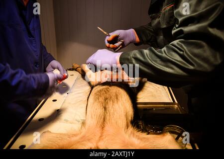 Zwei Ärzte betten in Uniform mit Handschuhen und bedienen einen Hund auf dem Operationstisch Stockfoto