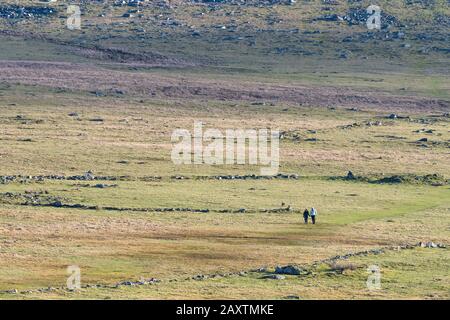 Spaziergänger, die Raues Tor hinabfahren und an Beweisen von archäologischen Überresten Bronzezeitlicher Gehege am Bodmin Moor in Cornwall vorbeilaufen. Stockfoto