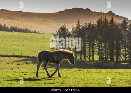 Ein wildes Bodmin Pony Fohlen auf dem Bodmin Moor in Cornwall. Stockfoto