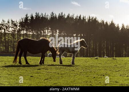 Ein Bodmin Pony und ihr Fohlen weideten auf einem Feld in der Nähe von Bodmin Moor in Cornwall. Stockfoto