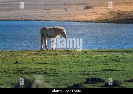 Ein Bodmin Pony Fohlen, das in einem Feld in der Nähe Des Crowdy Reservoirs in Cornwall steht. Stockfoto