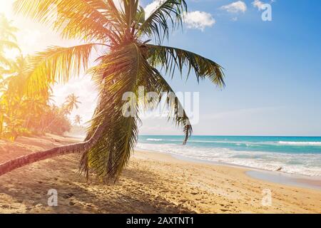 Schöner idyllischer Strand mit Kokospalme in der Nähe des türkisfarbenen Ozeans. Stockfoto