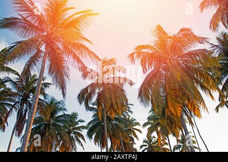 Große Kokospalmen auf dem klaren, geschweiften Hinterteil, Stockfoto