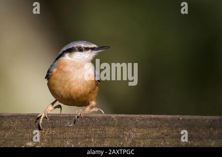 Nuthatch, Sitta europea, sitzt am Tor, wachsam, sucht und sucht nach Nahrung. VEREINIGTES KÖNIGREICH Stockfoto