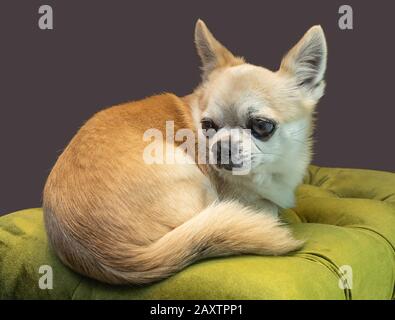 Nahaufnahme des Porträts eines auf einem weichen Sitz liegenden hündchens aus chihuahua Stockfoto