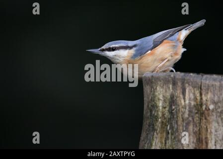 Nuthatch, Sitta europea, sitzend auf einem Zaunpfosten und wachsam in typischer Nuthatch-Pose auf der Suche nach Nahrung. VEREINIGTES KÖNIGREICH Stockfoto