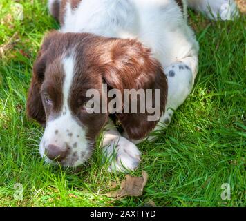 Ein acht Wochen alter französischer Spaniel-Welpe. Der französische Spaniel wird auch als Französischer Setter oder kanadischer Setter bezeichnet Stockfoto