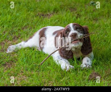 Ein acht Wochen alter französischer Spaniel-Welpe. Der französische Spaniel wird auch als Französischer Setter oder kanadischer Setter bezeichnet Stockfoto