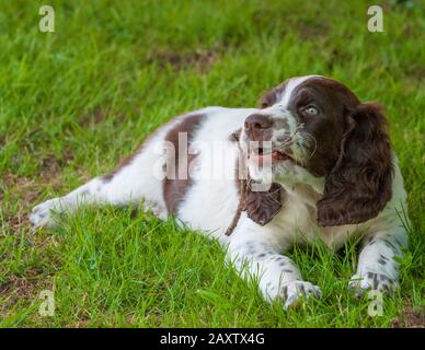 Ein acht Wochen alter französischer Spaniel-Welpe. Der französische Spaniel wird auch als Französischer Setter oder kanadischer Setter bezeichnet Stockfoto