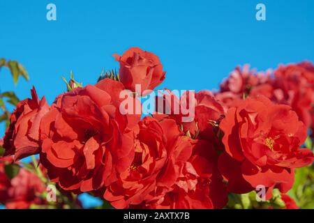 Große Knospen scharlachroter Rosen gegen einen blauen Himmel Stockfoto