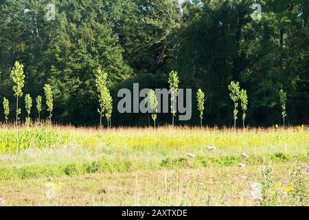 Baumsäge - vielleicht junge Poplar Trees - pflanzten in einem französischen Ackerfeld, vielleicht Mais, effektiv Fruchtwechsel. Savoie in Frankreich.(112) Stockfoto