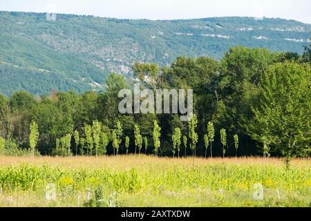 Baumsäge - vielleicht junge Poplar Trees - pflanzten in einem französischen Ackerfeld, vielleicht Mais, effektiv Fruchtwechsel. Savoie in Frankreich.(112) Stockfoto