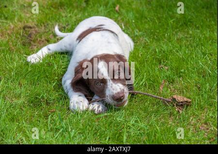 Ein acht Wochen alter französischer Spaniel-Welpe. Der französische Spaniel wird auch als Französischer Setter oder kanadischer Setter bezeichnet Stockfoto