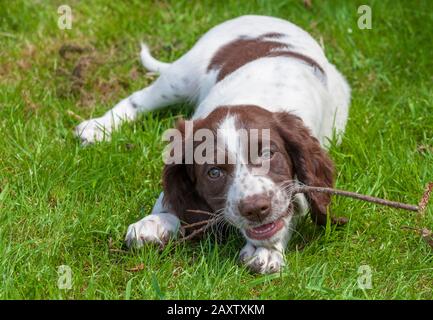 Ein acht Wochen alter französischer Spaniel-Welpe. Der französische Spaniel wird auch als Französischer Setter oder kanadischer Setter bezeichnet Stockfoto