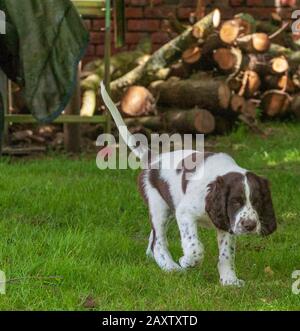 Ein acht Wochen alter französischer Spaniel-Welpe. Der französische Spaniel wird auch als Französischer Setter oder kanadischer Setter bezeichnet Stockfoto