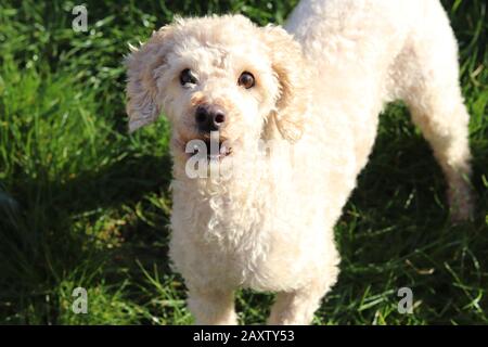 Süße kleine Aprikosenspielzeug-Pudel, die im Gras spielt, Pudel mit braunen Augen und brauner Schnauze, schmückender Spielzeug-Pudel Stockfoto