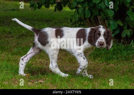 Ein acht Wochen alter französischer Spaniel-Welpe. Der französische Spaniel wird auch als Französischer Setter oder kanadischer Setter bezeichnet Stockfoto