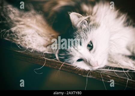 Dome-Katz-Porträt. Norwegische Waldkatze. Schwarz-weißes Katzentier. Selektiver Fokus Nahaufnahme. Stockfoto