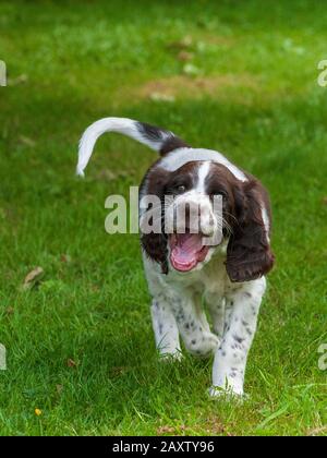 Ein acht Wochen alter französischer Spaniel-Welpe. Der französische Spaniel wird auch als Französischer Setter oder kanadischer Setter bezeichnet Stockfoto