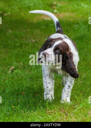 Ein acht Wochen alter französischer Spaniel-Welpe. Der französische Spaniel wird auch als Französischer Setter oder kanadischer Setter bezeichnet Stockfoto