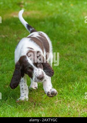 Ein acht Wochen alter französischer Spaniel-Welpe. Der französische Spaniel wird auch als Französischer Setter oder kanadischer Setter bezeichnet Stockfoto