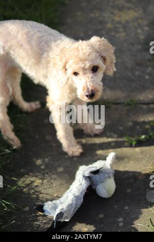 Aprikosenspielzeug-Pudel starrend, braune Augen und braune Schnauze, süßer Welpe, draußen spielend, verspielter Hund Stockfoto