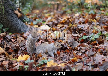 An einem Baumstamm stehendes graues Gleithörnchen, süßes Gleithörnchen mit grauem Fell und buschigen Schwanz, von Herbstlaub umgebene Gleithörnchen, parken im Herbst Stockfoto