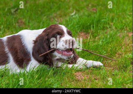 Ein acht Wochen alter französischer Spaniel-Welpe. Der französische Spaniel wird auch als Französischer Setter oder kanadischer Setter bezeichnet Stockfoto