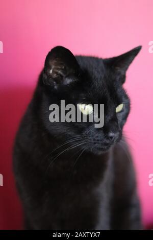 Schwarze Katze, Porträt der schwarzen Katze, schwarze Katze mit gelben Augen, roter Hintergrund Stockfoto