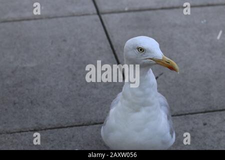 Möwe, Möwe stehend, weiße Möwe auf Stein stehend, Porträt Möwe Stockfoto