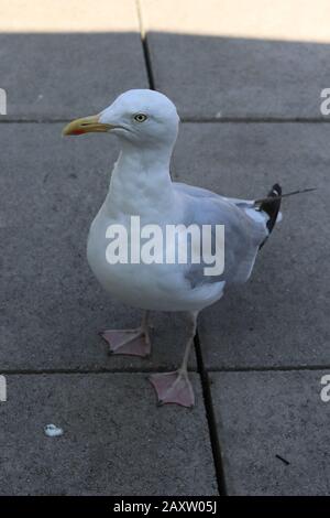 Möwe, Möwe stehend, weiße Möwe auf Stein stehend, Porträt Möwe Stockfoto