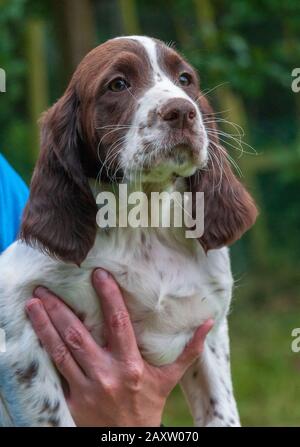 Ein acht Wochen alter französischer Spaniel-Welpe. Der französische Spaniel wird auch als Französischer Setter oder kanadischer Setter bezeichnet Stockfoto