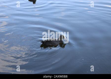 American Coot, Wasservogelschwimmen, Vogelschwimmen in einem Teich, Wasserspiegelung, american Coot Schwimmen, schwarze Federn und weißer Schnabel Stockfoto