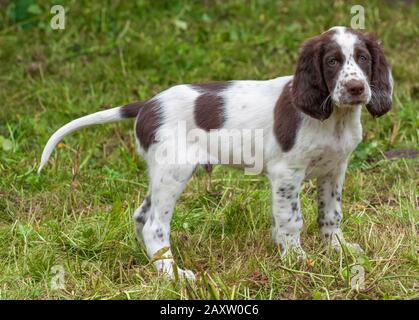 Ein acht Wochen alter französischer Spaniel-Welpe. Der französische Spaniel wird auch als Französischer Setter oder kanadischer Setter bezeichnet Stockfoto