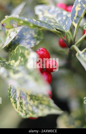 Rote Beeren, rote Beeren auf Blättern, mit roten Beeren bedeckte Blätter, rote Beeren, Aucuba japonica Stockfoto