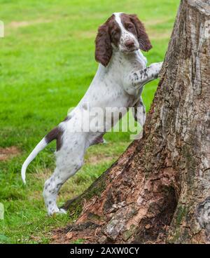 Ein acht Wochen alter französischer Spaniel-Welpe. Der französische Spaniel wird auch als Französischer Setter oder kanadischer Setter bezeichnet Stockfoto