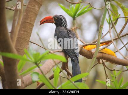 Der gekrönte Hornvogel (Lophoceros alboterminatus) ist ein gewöhnlicher Vogel, der in den Küsten- und Flusswäldern des südlichen bis nordöstlichen Afrikas lebt. Stockfoto