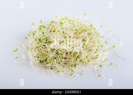 Haufen frischer Luzerne sprießt auf weißem Grund. Gesundes Ernährungskonzept für Superfood und mikrogrüne Ernährung. Stockfoto